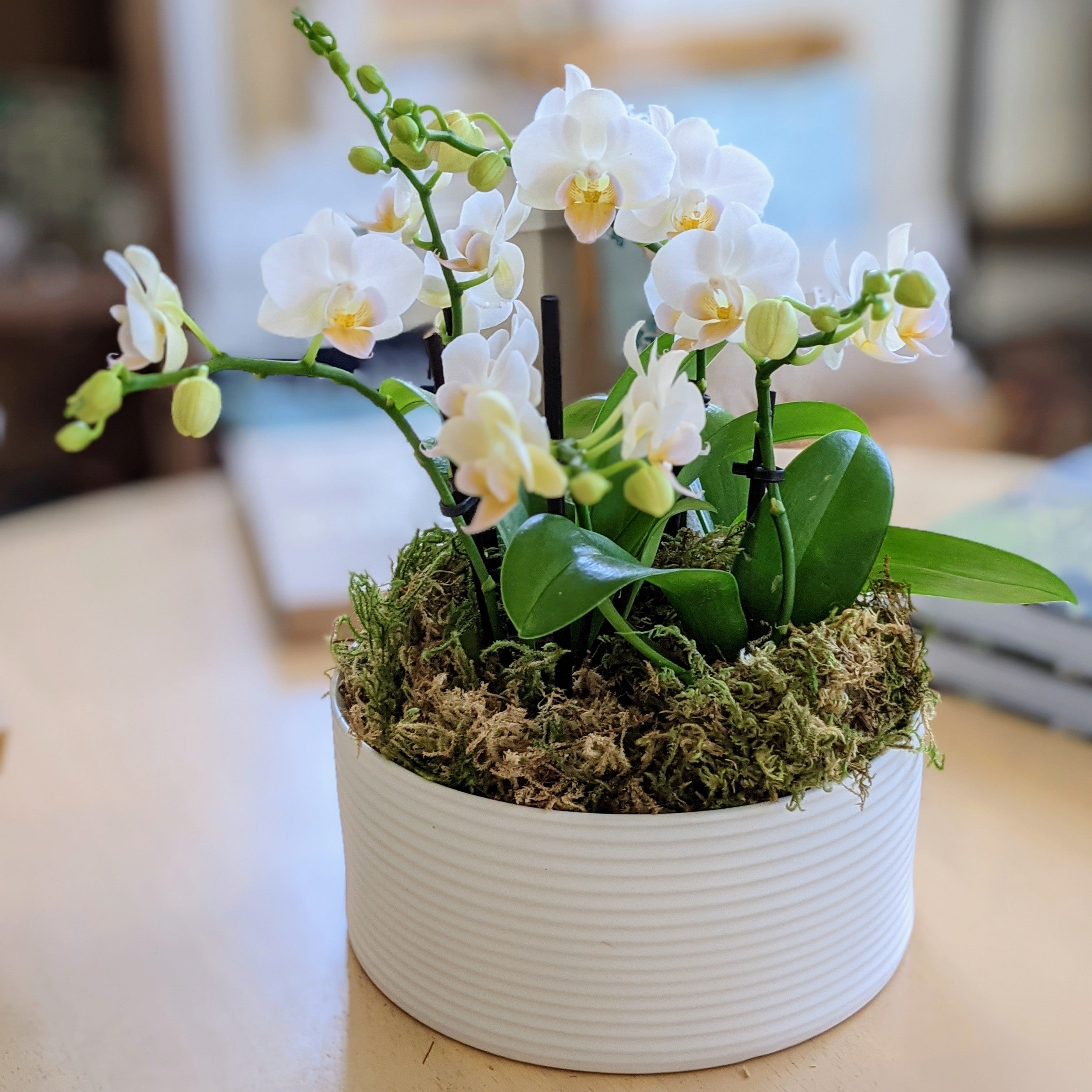 Centerpiece Potted Orchid Arrangement for – Santa Company