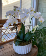 Grand Potted Orchid Arrangement