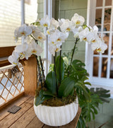 Grand Potted Orchid Arrangement