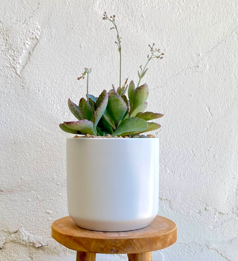 Cora Succulent Planter in White