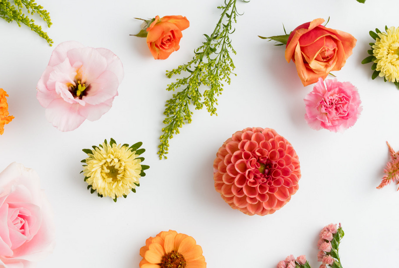 orange pink and yellow flowers arranged on white background