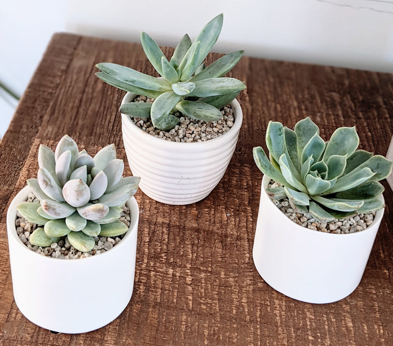 Mini Succulent Pot