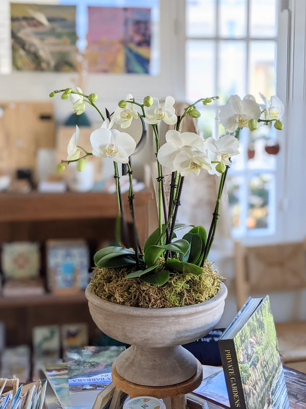 Pedestal Potted Orchid Arrangement