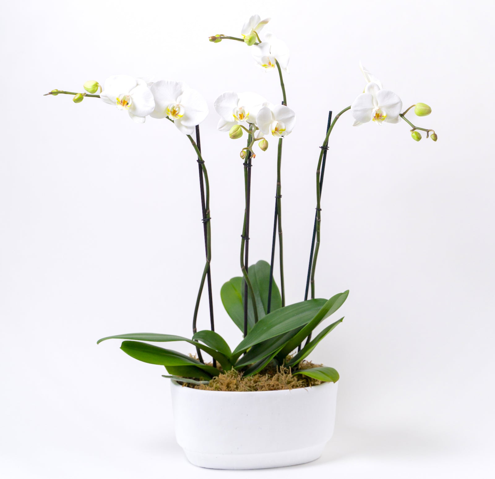 Grand Potted Orchid Arrangement for Delivery – Santa Barbara Company