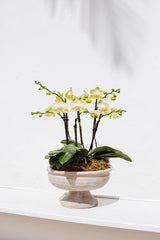 Pedestal Potted Orchid Arrangement