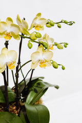 Pedestal Potted Orchid Arrangement