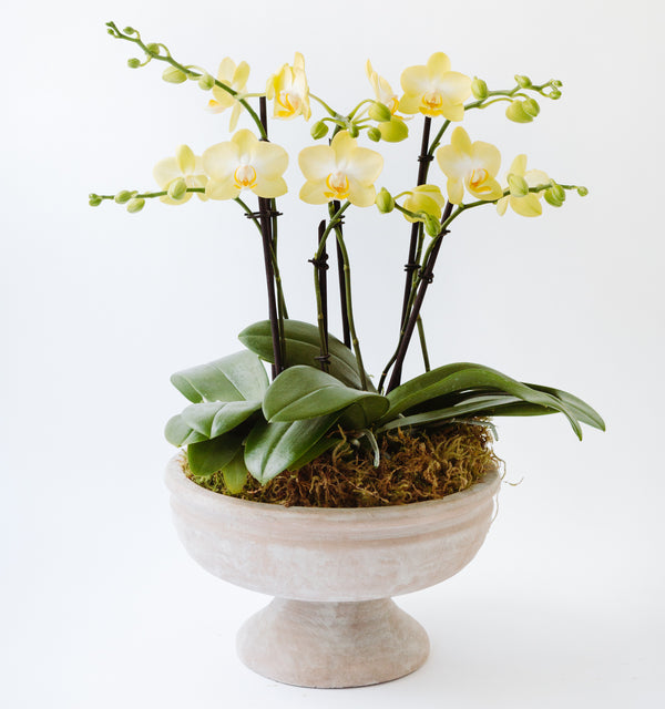 Pedestal Potted Orchid Arrangement